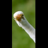 profile pic