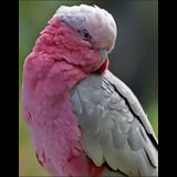 profile pic